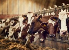 Produzir mais leite com menos alimento é a nova fronteira da pesquisa agropecuária