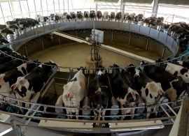 Tecnologia amplia eficiência e faz de Castro referência nacional na produção de leite