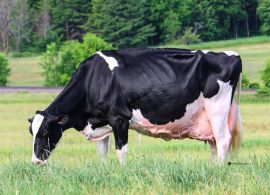 Estudo mostra a relação entre conformação funcional e características economicamente importantes em vacas de leite